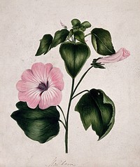 Mallow (Malva species): flowering stem. Watercolour.