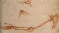 The bones of arm, scapula and elbow: three figures. Red-chalk drawing, 17th century.