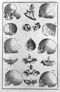 A medicinal dictionary: skull