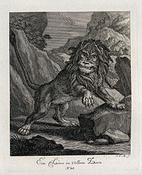 An enraged lion is roaring and leaning with its front paws on a rock. Etching by J. E. Ridinger.