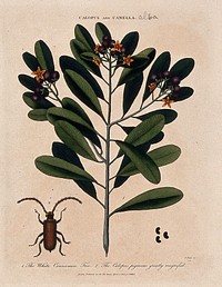 Bahama whitewood tree (Canella winterana): flowering and fruiting branch and beetle. Coloured etching by J. Pass, c. 1808, after J. Ihle.