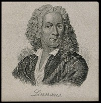 Carolus Linnaeus. Line engraving after C.A. Ehrensvärd.