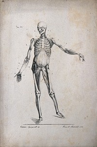 An écorché figure showing bones, with left arm extended, seen from the front. Lithograph by Battistelli after C. Squanquerillo, 1836.