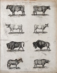 Above, a domestic bull, a domestic cow, a wild bull and a wild cow; below, an urus, a bison, a zebu (humped ox) and a cape. Engraving by Heath.