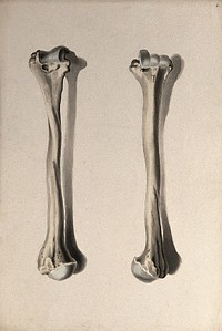 Humerus bone: two figures. Drawing 1830/1835, after W. Cheselden, ca. 1733.
