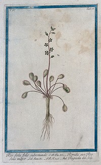 Sundew (Drosera sp.): entire flowering and fruiting plant with seeds. Coloured etching by M. Bouchard, 177-.