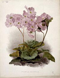 Poison primula (Primula obconica): flowering plant. Chromolithograph, c. 1897, after H. Moon.