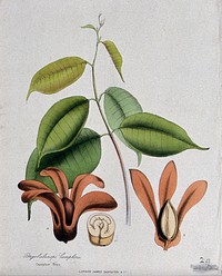 Borneo camphor tree (Dryobalanops aromatica): flowers, leafy stem and sectioned seed. Coloured zincograph, c. 1853, after M. Burnett.