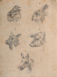 Heads of hares, a goat, a boar, and an ass. Drawing, c. 1789.