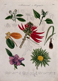 Seven British garden plants, including a coral tree: flowering stems and some floral segments. Coloured etching, c. 1833.