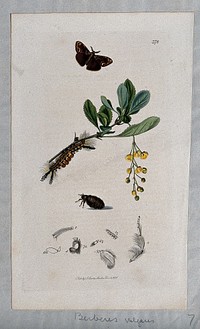 Common barberry (Berberis vulgaris) with an associated moth, its caterpillar, chrysalis and anatomical segments. Coloured etching, c. 1831.