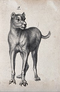 Dog with deformed claws. Lithograph.