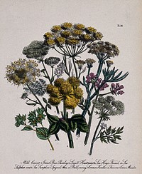 Eight British wild flowers, including wild carrot (Daucus carota), bur parsley (Caucalis) and hog's fennel (Peucedanum officinale). Coloured lithograph, c. 1856, after H. Humphreys.
