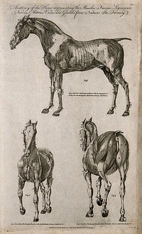 Écorché horse: three views. Line engraving by Taylor, 1790.