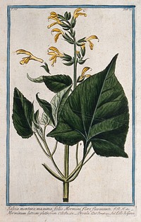 A plant (Salvia glutinosa): flowering stem with separate floral segments. Coloured etching by M. Bouchard, 1775.