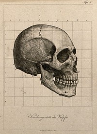 Human skull, seen in profile. Etching, by A. von Perger, ca. 1850.