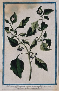 Black nightshade (Solanum nigrum L.): flowering and fruiting stem. Coloured etching by M. Bouchard, 1774.