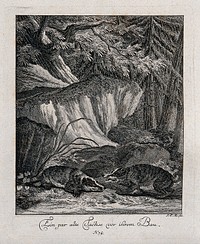 Two old badgers in front of their sett in the forest. Etching by J. E. Ridinger.