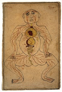 Viscera and arteries. Watercolour drawing by a Persian artist.