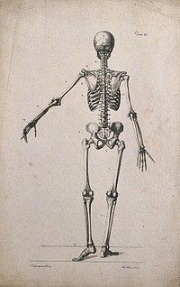 Skeleton with left arm extended, back view. Lithograph by Rosi after C. Squanquerillo, 1836.
