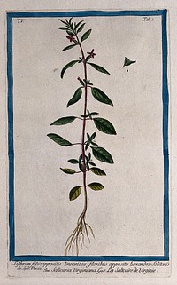 Lythrum lineare: entire flowering and fruiting plant with separate flower, fruit and seed. Coloured etching by M. Bouchard, 1778.