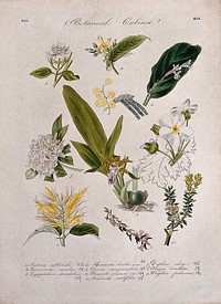Ten flowering plants, including an orchid and Chinese primrose (Primula sinensis). Coloured transfer lithograph, c. 1833.