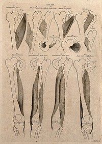 Muscles of the thigh: 12 figures. Line engraving by A. Bell after B.S. Albinus, 1777.