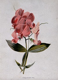 An 'everlasting' pea plant (Lathyrus latifolius): flowers and leaf. Chromolithograph, c. 1879, after F. Hulme.