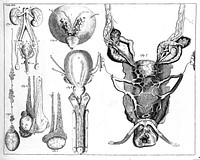 Parts of genito-urinary system