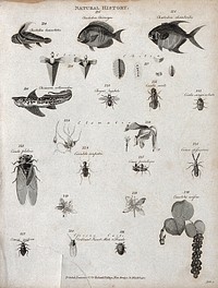 Above, three fish, four chitons (marine molluscs), a chimaera (a cartilaginous fish of the family Chimeridae), a chrysis (quiescent pupa of butterfly or moth), a cicada, two clematis flowers and three insects; below, flowers and sprig of the coccoloba and a male and a female cochineal insect. Engraving by Heath.