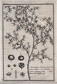 An asparagus plant (Asparagus aphyllus): plant with floral segments. Etching, c. 1718, after C. Aubriet.