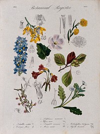 Eight plants, including two orchids and a delphinium: flowering stems. Coloured etching, c. 1837.