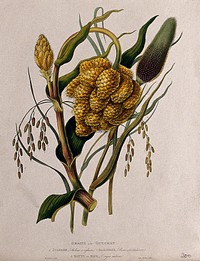 Seedheads of pasture grass (Holcus sp.), millet (Panicum sp.) and rice (Oryza sativa). Coloured aquatint by W. Hooker after J. Forbes, 1780.
