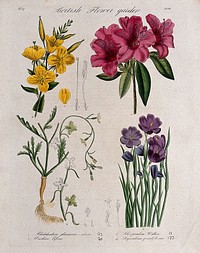 Four British garden plants, including a rhododendron: flowering stems and floral segments. Coloured etching, c. 1837.