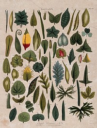 Fifty eight simple plant leaves of different forms. Coloured etching by J. Pass, c. 1799.