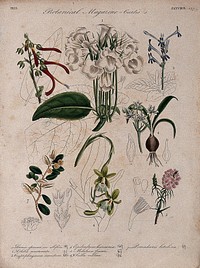 Seven British garden plants: flowering stems and some floral segments. Coloured etching, c. 1833.