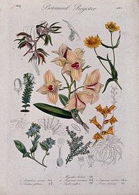 Seven plants, including three orchids: flowering stems. Coloured etching, c. 1835.