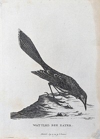 A wattled bee-eater. Etching by S. T. Edwards after A. Latham.