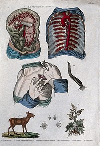 Anatomy and botany: top left, aorta; top right, chest artery; centre left, ligature of the subclavian artery; centre right, a leech; bottom left, musk deer; bottom right, rhubarb. Coloured engraving, 1834-1837.