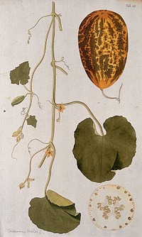 Melon (Cucumis melo L.): flowering and fruiting stem with separate whole and sectioned mature fruit. Coloured engraving after F. von Scheidl, 1776.