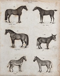 Above, an arabian horse, a race horse, a draft horse and an ass; below, two zebras. Engraving.