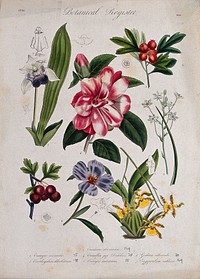 Seven plants, including two orchids, a camellia and two hawthorns: flowering stems. Coloured etching, c. 1836.