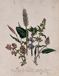 Six British wild flowers, including water pepper and knotweed (Polygonum species). Coloured lithograph, c. 1846, after H. Humphreys.