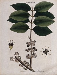 A tropical plant (Memecylon edule): flowering branch. Coloured engraving by J. Pass, c. 1815.