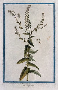 Penny cress or Mithridate mustard (Thlaspi arvense L.): flowering and fruiting stem with separate segments of flower and fruit. Coloured etching by M. Bouchard, 177-.