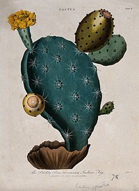 A prickly pear (Opuntia species): flowering and fruiting stem. Coloured etching by J. Pass, c. 1800, after J. Ihle.