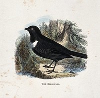 A bird: a ring-ouzel (Turdus torquatus). Coloured engraving by Whimper.