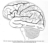 Internal view of the human brain, "The functions of the brain", Ferrier 1876