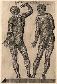 Two male figures, seen from the front and back, with the cutaneous veins of the human body displayed. Engraving, 1568.