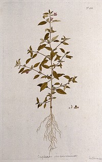 A plant (Cuphea viscosissima) related to the cigar flower: entire flowering and fruiting plant with separate flower and fruit. Coloured engraving after F. von Scheidl, 1772.